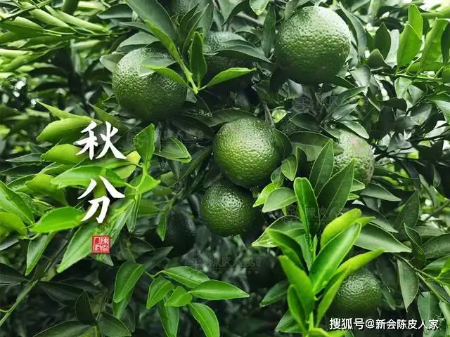 陳皮食譜：秋分防涼燥，喝這些養陰潤肺湯