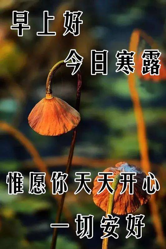 10月8日寒露最漂亮早上好表情圖片及早晨好動圖美圖大全 我在等一個陌生人