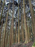 虎頭蜂窩移除 苗慄加裏山大坪段10/23恢復通行