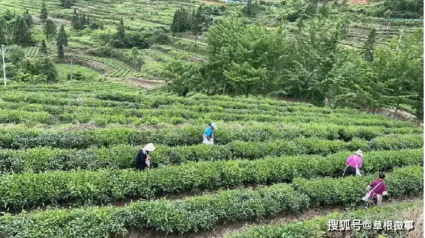 朗溪鎮：茶園冬管忙 來年茶飄香