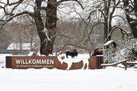 德國時隔37年爆發口蹄疫 柏林動物園暫時關閉