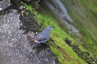 宜蘭保育類鉛色水鶇雛鳥疑遭盜獵 親鳥叼蟲回巢悲鳴