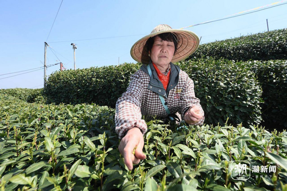 杭州西湖龍井春分开採 較常年採摘時間偏晚